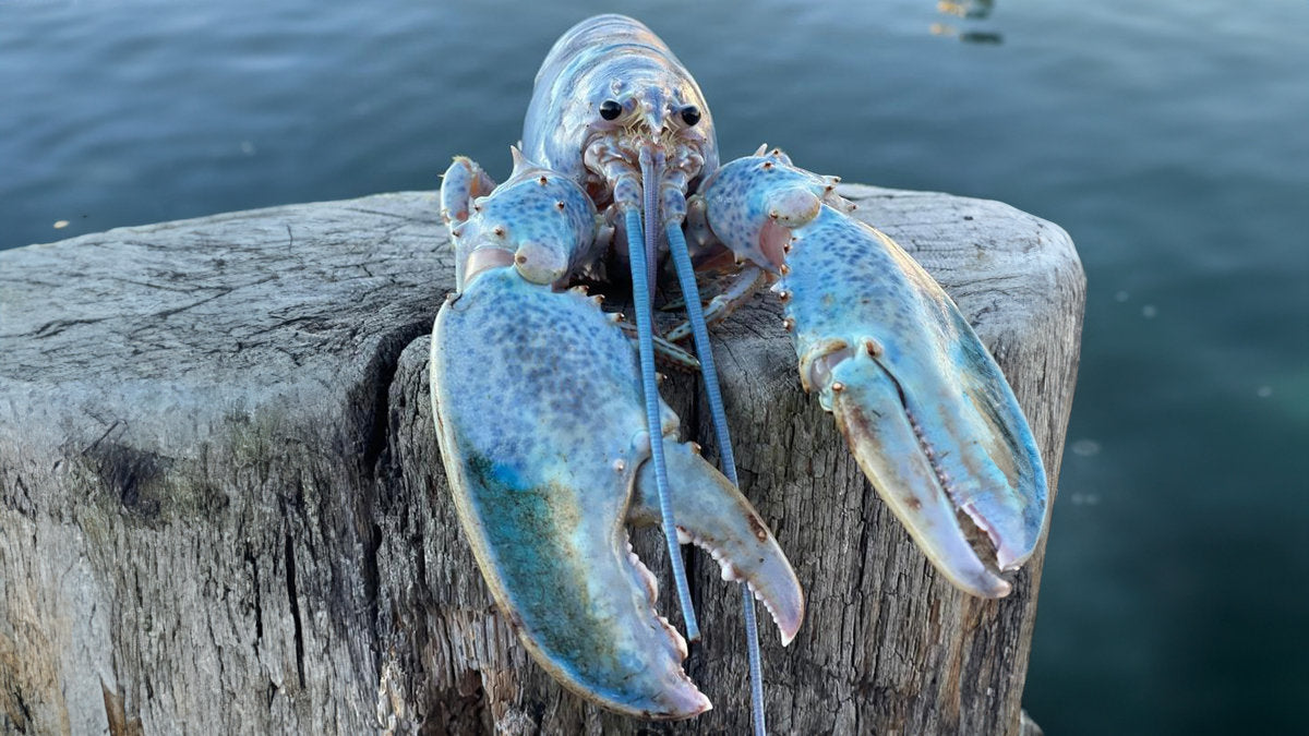 Blobby the blue lobster - With built in sound